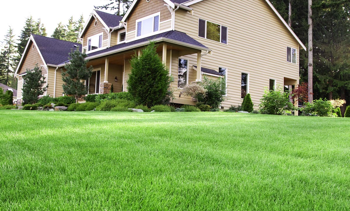 Lawn of suburban house