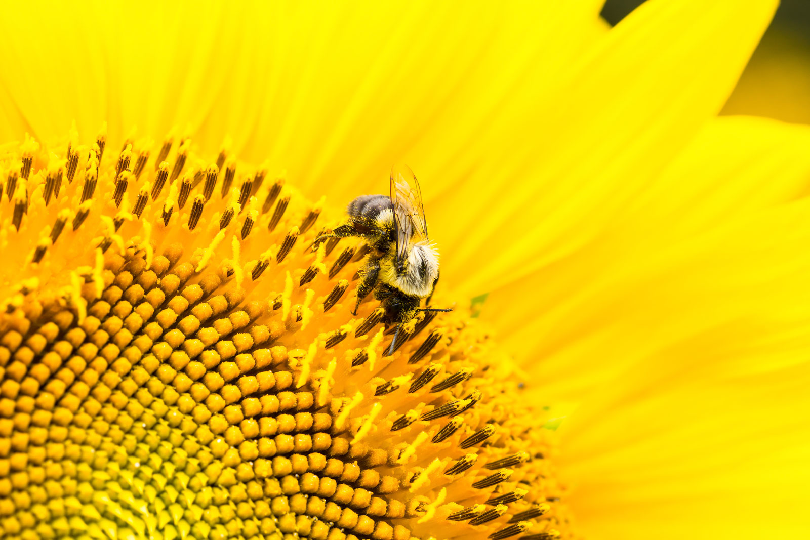 Close-up of bee on sunflower