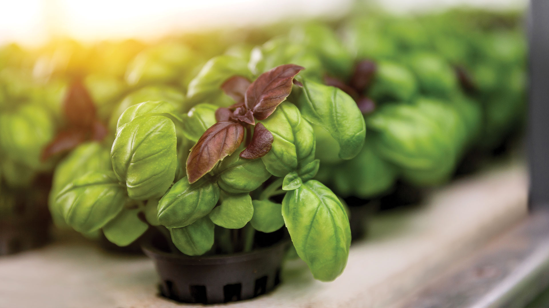 Small plant in greenhouse