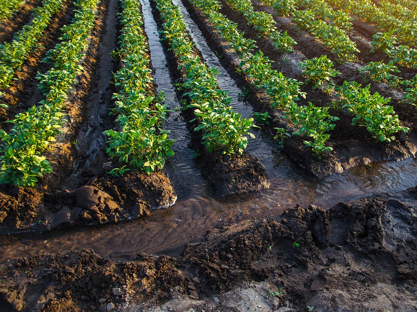 Field with western irrigation system