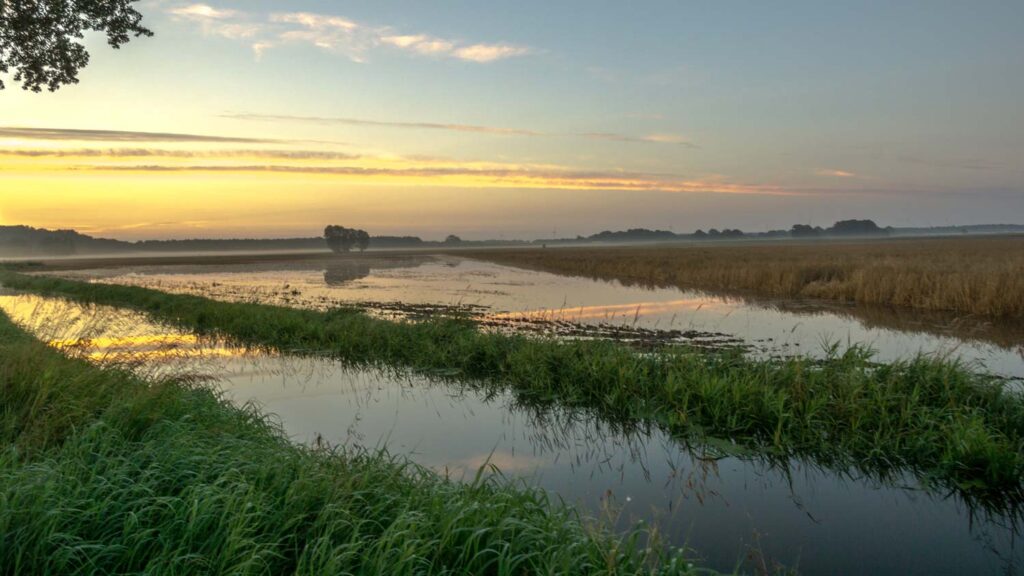 flooded field