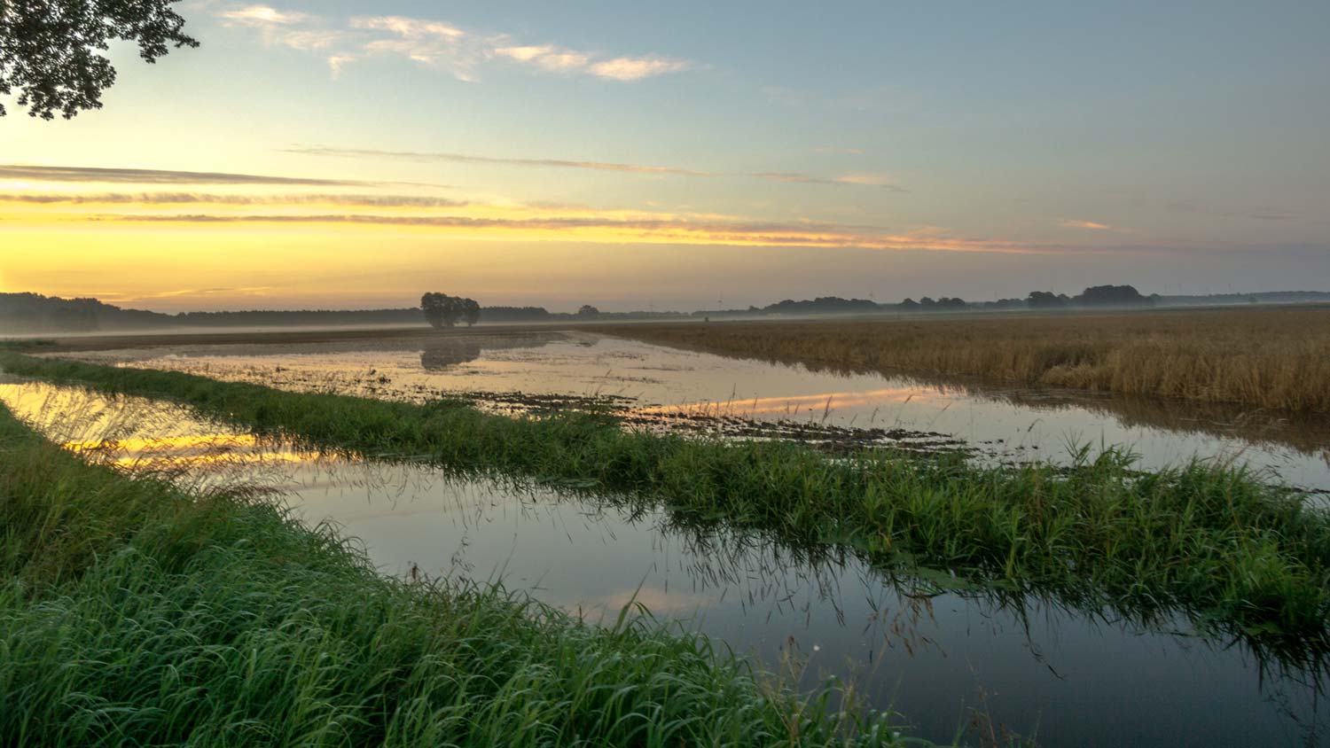 flooded field